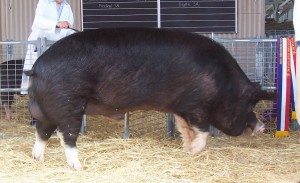 A prize Berkshire boar